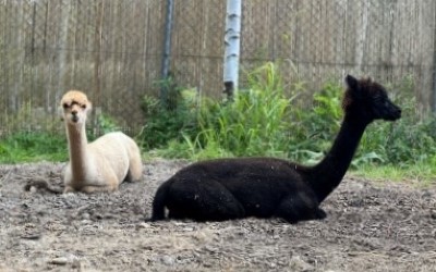 Lama Alpaka – Farmapark u Toma
